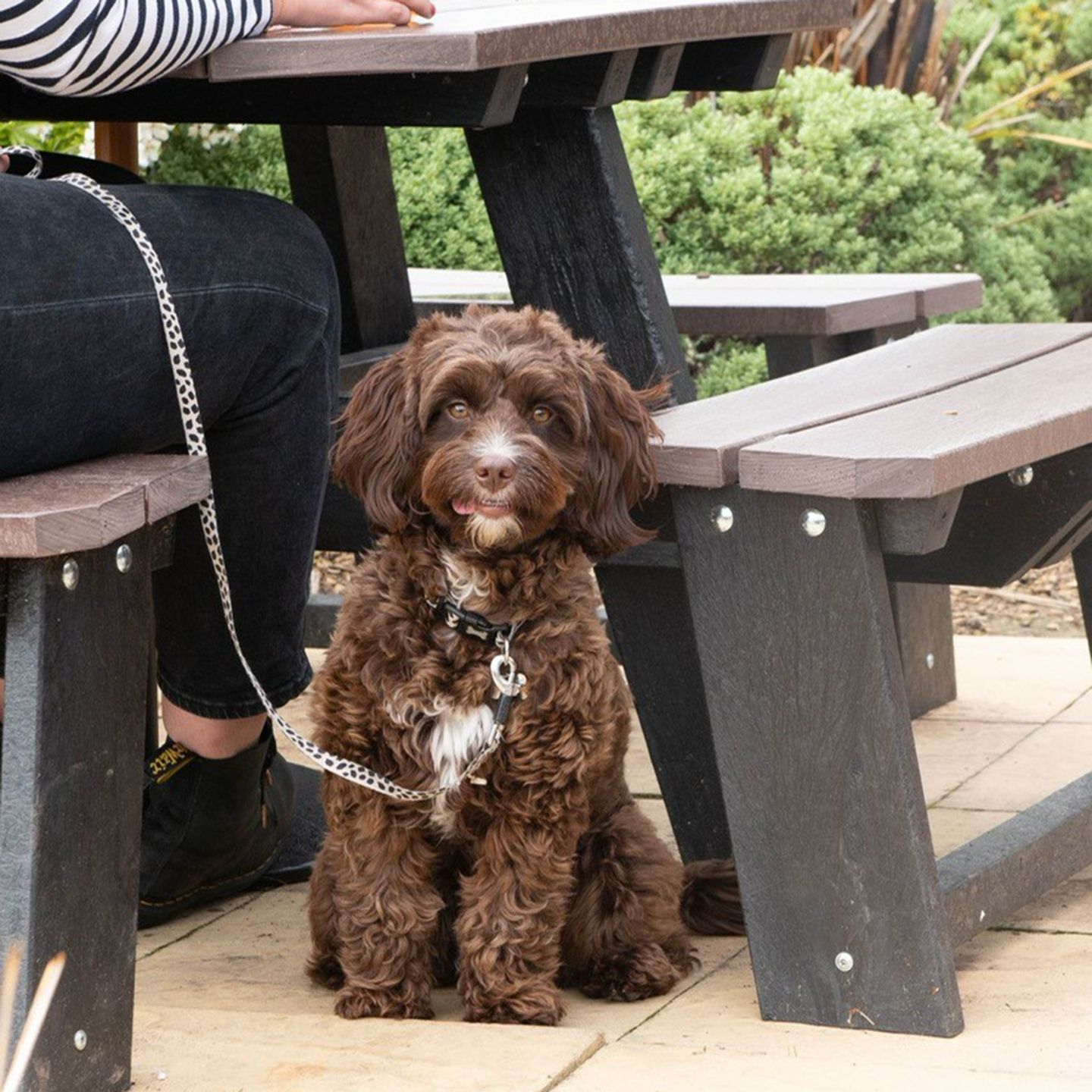 Your local dog friendly pub in Southampton
